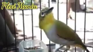 Download lagu BUSTOMI BONGKAR ISIAN mp3