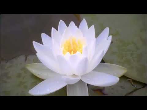 30 minute very fast Daimoku (no Gongyo)