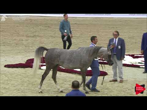 73 ANUK DEL PALAZZOTTO Sharjah International 2018