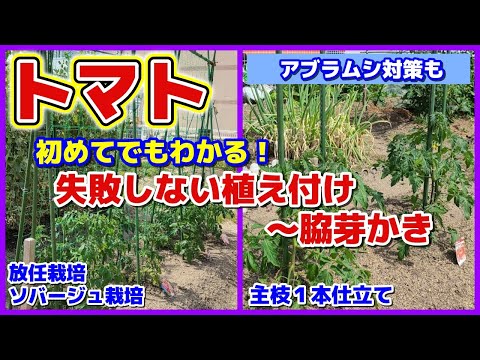 イラクサとトマトの植え付け: イラクサの葉を植え穴に入れるのはなぜですか?  庭園