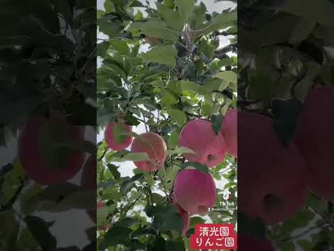 果樹の健康と最高の収穫を確保するにはどうすればよいでしょうか?リンゴの木の剪定はいつ行うべきですか？  庭園