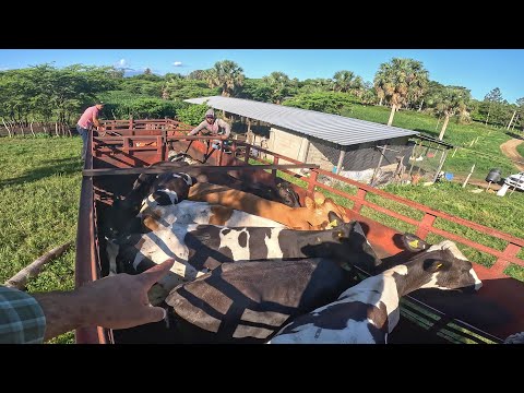 20 thousand dollars well invested in LIVESTOCK