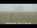 Greyhound Vs Springbok