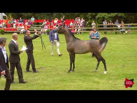 N.41 LUIZ JOY - Bruges 2018 C European - 2 Years Old Colts (Class 4)