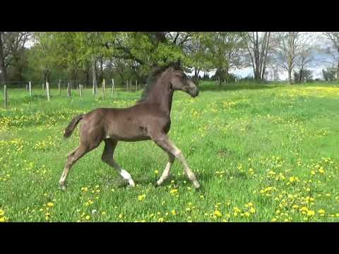 HF Dynamic Dream x De Niro x Hohenstein *03/2021