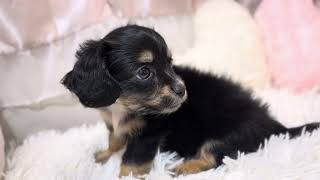 ハーフ犬の動画01