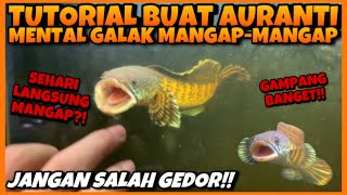 Download lagu TUTORIAL BIKIN MENTAL AURANTI BAR-BAR! TREATMENT MENTAL AURANTI GALAK! mp3