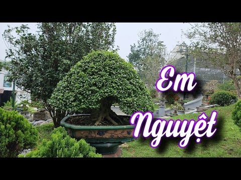 SH.6598. Nguyệt Quế và nhiều cây Tùng bơnsai đẳng cấp. Đth liên lạc 0913.282.515.