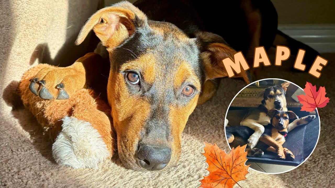 Enlarge Maple Portillo, a Adoptable mixed breed in Syracuse, NY video 6/6
