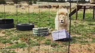 Acinonyx the white lion enjoyed his Christmas box enrichment :)