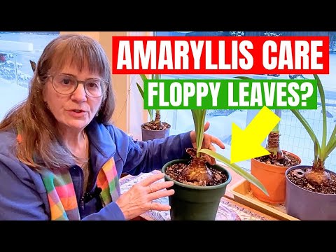 Amaryllis Care: How to Fix Drooping Leaves and Tippy Plants