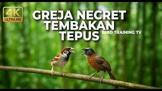Download lagu Live Masteran Kasar Necret Tembakan Kasar Greja Tarung Gacor vs Tepus Kepala Abu Abu Gacor mp3