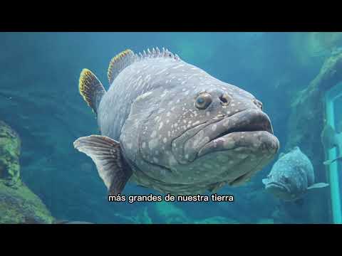 Los peces de río más gigantes de República Dominicana