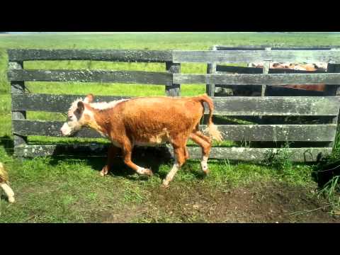 En Venta 67 Terneras, Lavalleja.