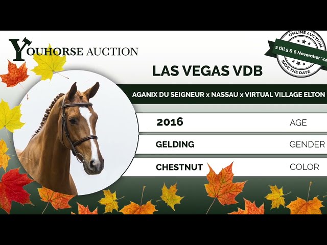 Las Vegas showvideo