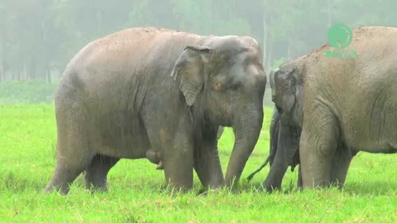 Elephant in the rain - ElephantNews