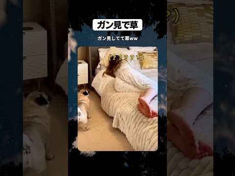 ガン見で草 #shorts #おもしろ #おすすめ #すごい #海外 #犬 #ハプニング #バズれ