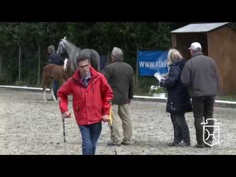 Holsteiner Fohlenchampionat 2015   Dithmarschen   Siegerhengstring