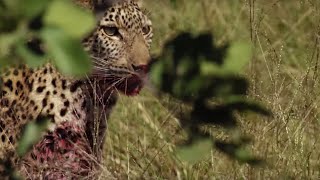 ההריגה הגדולה הראשונה של הנמר הצעיר! | BBC Earth