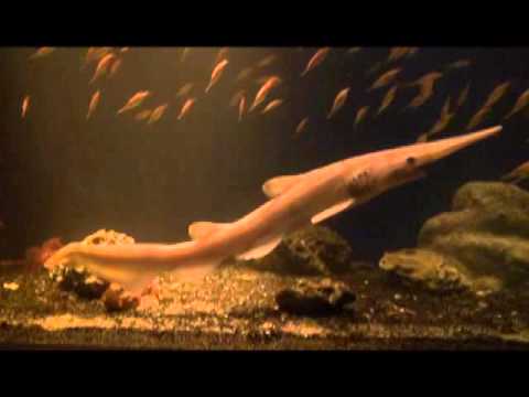 ミツクリザメ（沼津港深海水族館）