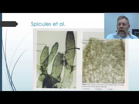 Zoology Lab 05 - Porifera