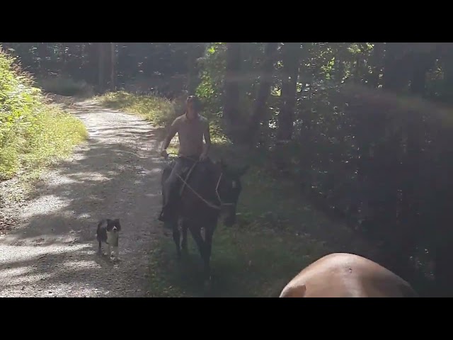 Rodabeh, Jument Akhal Téké