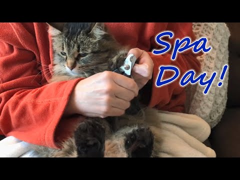 Cat Claw Trimming - Polydactyl Claws + Difficult Cat (Betty, of Course)