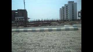 Yashwant Nagar Violet