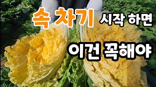 속이 차기 시작 하면 반듯이 이것 꼭해야 ? 김장배추 시세 전망