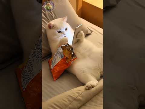 Cats Funny 😂🤣🤣😂 #funny