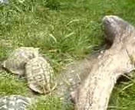 Teknős sex 2