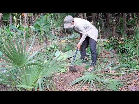 The small palm trees in my village can be used for cooking.