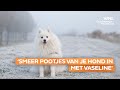 Zo loods je jouw huisdier door deze winterse kou