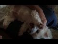 Joey The Maltese Lap Dog Gets A Belly Rub Scratch My Tummy That Tickles