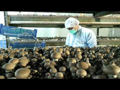Organic Mushroom Cultivation