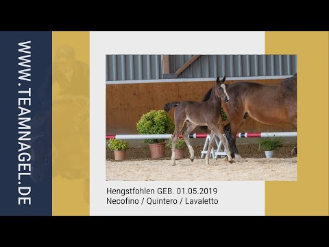 Katalog Nr. 21 - Nepomuk * Hengstfohlen * Necofino / Quintero / Lavaletto