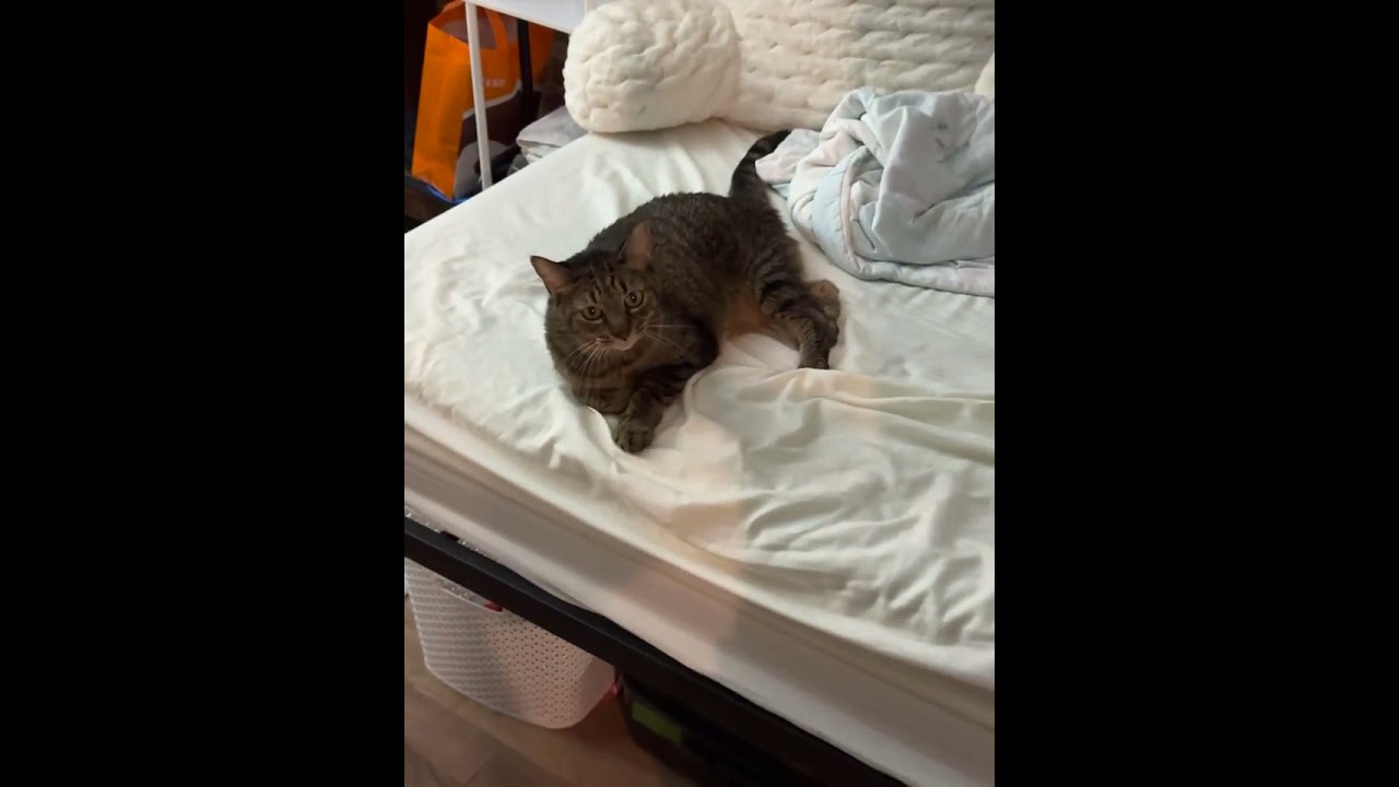 Enlarge Lily, a Adoptable Domestic Short Hair in New York, NY video 6/6