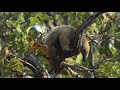 Southern Tamandua Tamandua Tetradactyla Mother And Cub Barba Azul Nature Reserve Bolivia