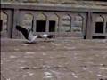 Seagulls
