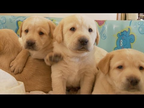 Funny dog videos - Yellow Lab Puppies and Their Adorable Mommy