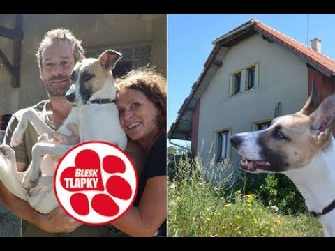 Gump zažil týrání, teď je z něj filmová hvězda se srdcem. Přispěl i nově budovanému azylu