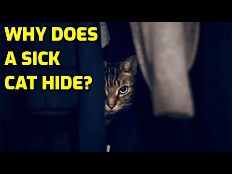 Why Do Cats Hide When They Don't Feel Well?