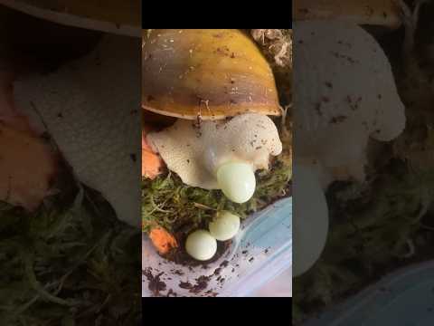 😳 Wow! Snails Laying Eggs #youtubeshorts #shortsfeed #shorts #egg #laying #viralshorts #wow #snail