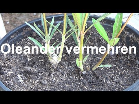 Propagating oleander, taking cuttings, making oleander cuttings, growing oleander cuttings, growi...