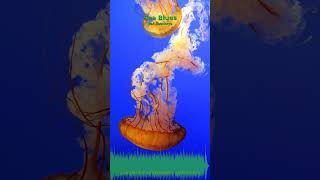 Miniature YouTube : Sea Blues | Musique Lo-Fi pour Voyage Intérieur par Soochrys (1eff32)