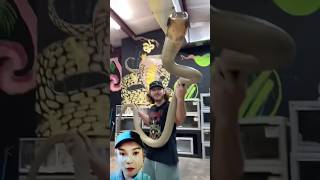 Download lagu king cobra snake #snake mp3 Download lagu king cobra snake #snake mp3