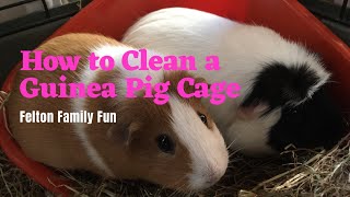 How to Clean a Guinea Pig Cage with Wood Shavings Bedding