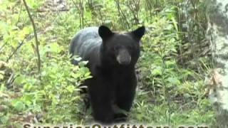 preview picture of video 'Live Bear Footage - Superior Guide and Outfitters - Northern Wisconsin'