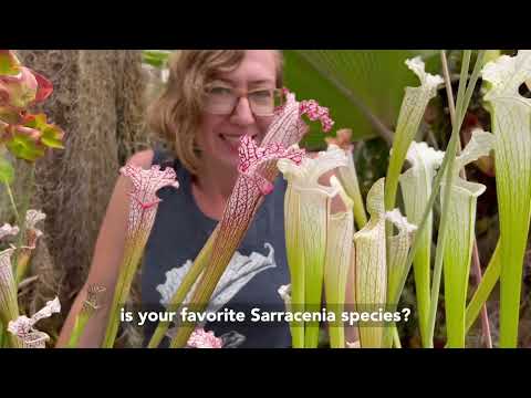 All About Sarracenia leucophylla