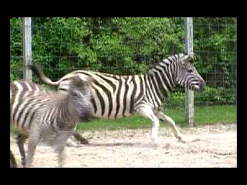 Long Island Game Farm - Customer Success Story